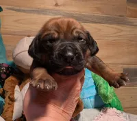 RED BOY, a male Rhodesian Ridgeback for sale in Packwood, WA – Photo 3 of 3