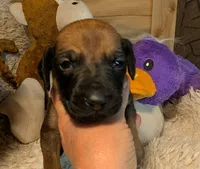 RED girl, a female Rhodesian Ridgeback for sale in Packwood, WA – 4 of 4