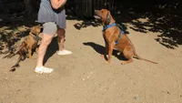 Red boy, a male Rhodesian Ridgeback for sale in Packwood, WA – 3 of 5