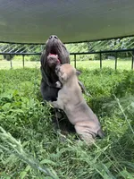 Bella, a female Cane Corso for sale in Nazareth, PA – 4 of 8