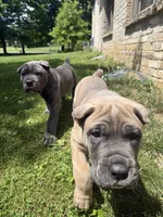 Boss, a male Cane Corso for sale in Nazareth, PA – 3 of 6