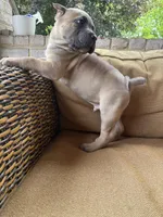 Biggie, a male Cane Corso for sale in Nazareth, PA – 3 of 3