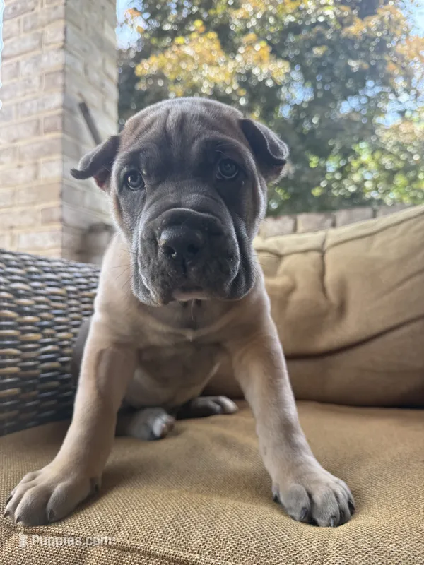 Boss – Cane Corso puppy for sale in Nazareth, PA
