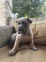 Boss, a male Cane Corso for sale in Nazareth, PA – 3 of 3