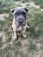 Boss, a male Cane Corso for sale in Nazareth, PA – 2 of 10