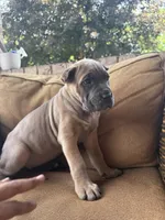 Bella, a female Cane Corso for sale in Nazareth, PA – 2 of 3