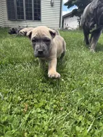 Bella, a female Cane Corso for sale in Nazareth, PA – 6 of 8