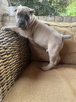 Biggie, a male Cane Corso for sale in Nazareth, PA – 2 of 3