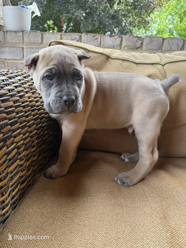 Biggie – Cane Corso puppy for sale in Nazareth, PA