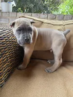 Biggie, a male Cane Corso for sale in Nazareth, PA – 1 of 3