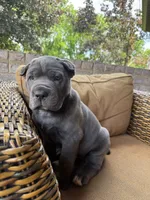 Bear, a male Cane Corso for sale in Nazareth, PA – 1 of 5