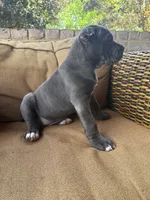 Bonnie, a female Cane Corso for sale in Nazareth, PA – 3 of 4
