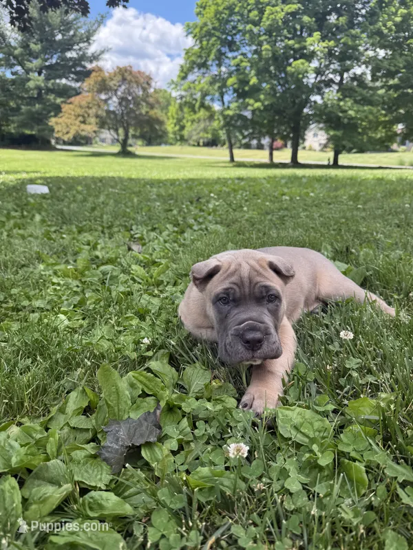 Boss – Cane Corso puppy for sale in Nazareth, PA