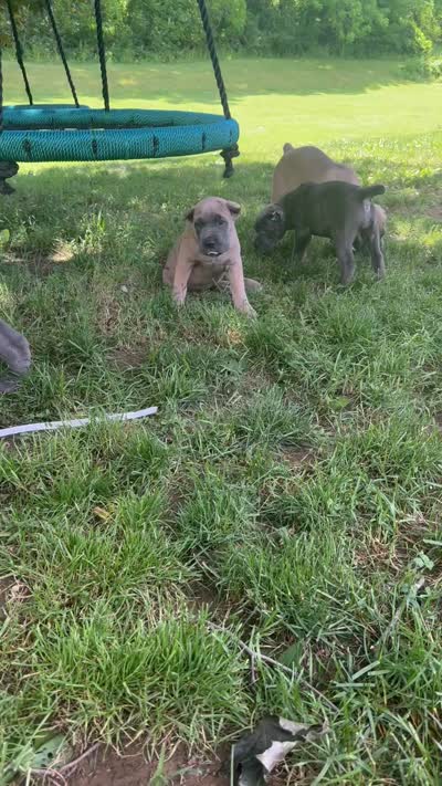 Bella, a female Cane Corso for sale in Nazareth, PA – 8 of 8