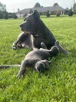 Bella, a female Cane Corso for sale in Nazareth, PA – 3 of 8