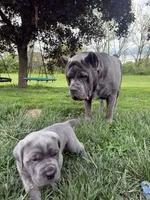 Bear, a male Cane Corso for sale in Nazareth, PA – 8 of 9