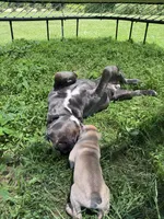 Boss, a male Cane Corso for sale in Nazareth, PA – 5 of 6