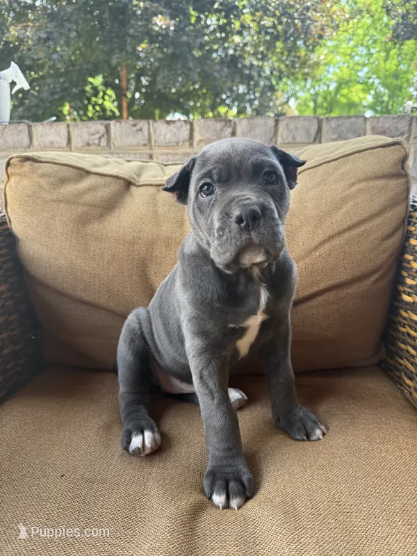Bonnie – Cane Corso puppy for sale in Nazareth, PA