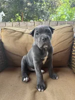 Bonnie, a female Cane Corso for sale in Nazareth, PA – 1 of 9