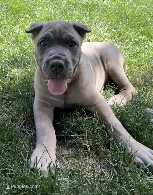 Boss – Cane Corso puppy for sale in Nazareth, PA