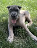 Boss, a male Cane Corso for sale in Nazareth, PA – 1 of 10
