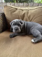 Bear, a male Cane Corso for sale in Nazareth, PA – 5 of 5