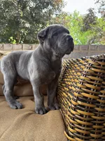 Bear, a male Cane Corso for sale in Nazareth, PA – 2 of 5
