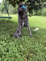 Bonnie, a female Cane Corso for sale in Nazareth, PA – 6 of 9