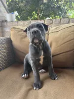 Bonnie, a female Cane Corso for sale in Nazareth, PA – 7 of 9