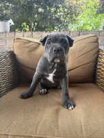 Bonnie, a female Cane Corso for sale in Nazareth, PA – 2 of 4