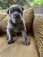 Bear, a male Cane Corso for sale in Nazareth, PA – 4 of 5