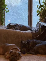 Bear, a male Cane Corso for sale in Nazareth, PA – 2 of 9