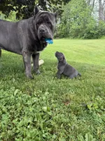 Bonnie, a female Cane Corso for sale in Nazareth, PA – 5 of 9
