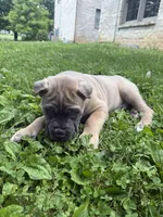 Boss, a male Cane Corso for sale in Nazareth, PA – 2 of 6