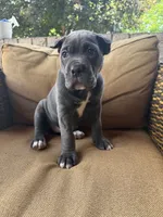 Bonnie, a female Cane Corso for sale in Nazareth, PA – 4 of 4