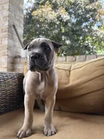 Bella, a female Cane Corso for sale in Nazareth, PA – 1 of 3