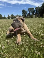 Boss, a male Cane Corso for sale in Nazareth, PA – 8 of 10