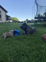Bella, a female Cane Corso for sale in Nazareth, PA – 5 of 8