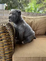 Bear, a male Cane Corso for sale in Nazareth, PA – 3 of 5