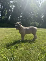 Boss, a male Cane Corso for sale in Nazareth, PA – 10 of 10