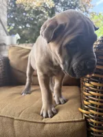 Bella, a female Cane Corso for sale in Nazareth, PA – 3 of 3