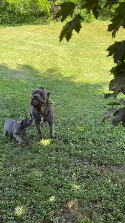 Bella, a female Cane Corso for sale in Nazareth, PA – 7 of 8
