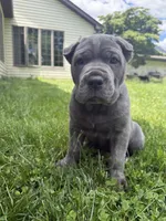 Bear, a male Cane Corso for sale in Nazareth, PA – 7 of 9