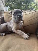 Boss, a male Cane Corso for sale in Nazareth, PA – 2 of 3