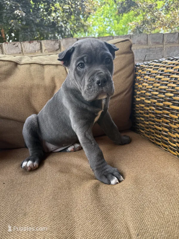 Bonnie – Cane Corso puppy for sale in Nazareth, PA