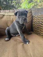 Bonnie, a female Cane Corso for sale in Nazareth, PA – 1 of 4
