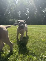 Boss, a male Cane Corso for sale in Nazareth, PA – 9 of 10