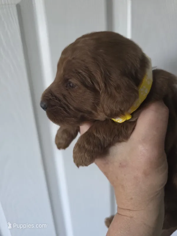 Sam – Goldendoodle puppy for sale in Cynthiana, KY