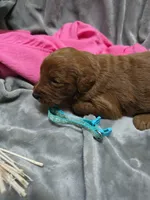 Cuddles, a male Goldendoodle for sale in Cynthiana, KY – 1 of 1