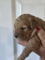 Vivi, a female Cavapoo for sale in Cynthiana, KY – 1 of 4
